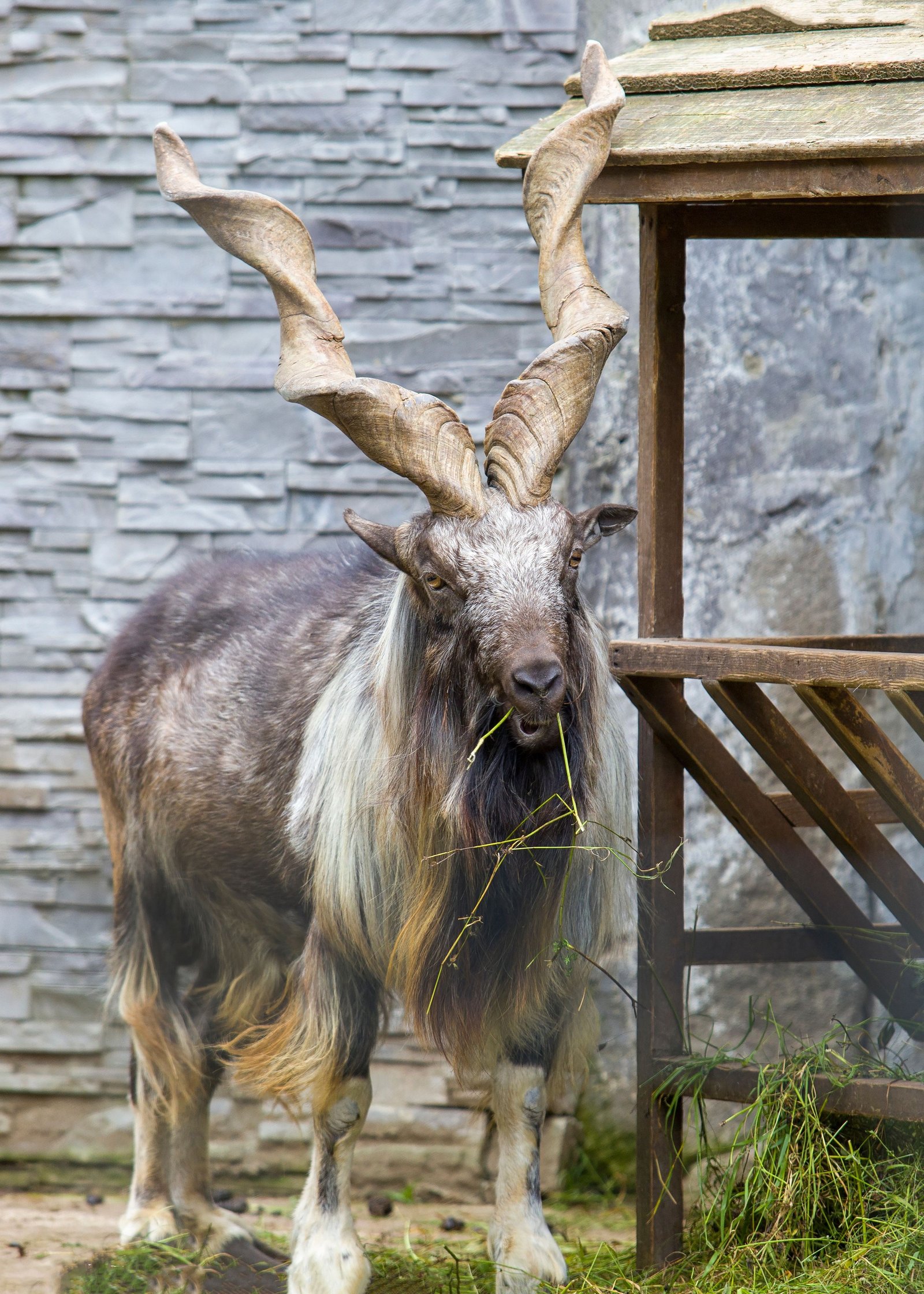 Pakistan Trophy Hunting Tours